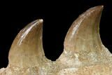 Mosasaur (Halisaurus) Jaw Section with Two Teeth - Morocco #164056-3